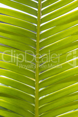 Natural pattern and texture of a green leaf