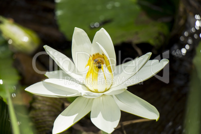 Blue lotus flower or water lily