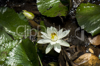 Blue lotus flower or water lily