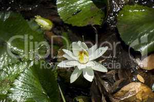 Blue lotus flower or water lily