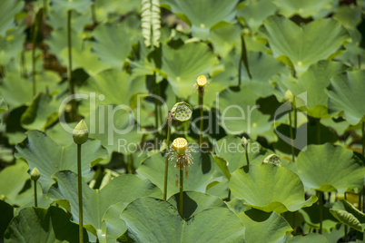 Blue lotus flower or water lily