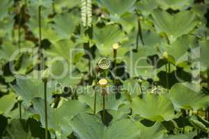 Blue lotus flower or water lily