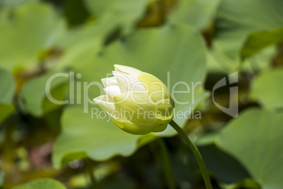 Blue lotus flower or water lily