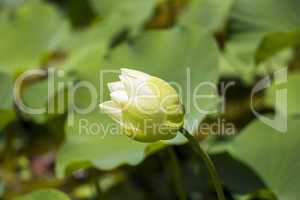 Blue lotus flower or water lily