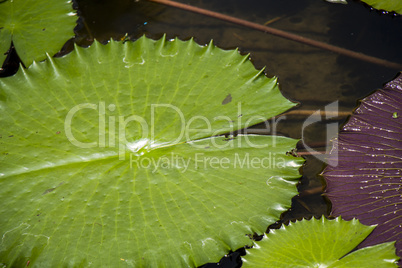 Blue lotus flower or water lily