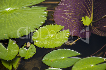 Blue lotus flower or water lily