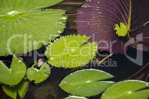 Blue lotus flower or water lily