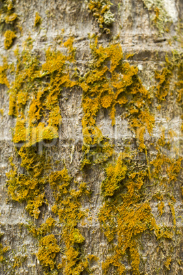 Close Up of Dry and Cracked Tree Trunk Bark Close Up of Dry and Cracked Tree Trunk Bark