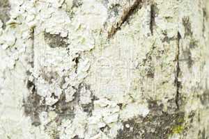 Close Up of Dry and Cracked Tree Trunk Bark