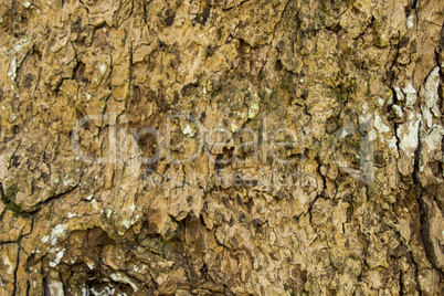 Close Up of Dry and Cracked Tree Trunk Bark