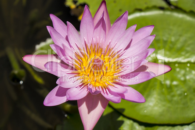 Blue lotus flower or water lily