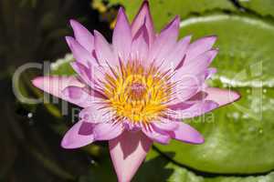 Blue lotus flower or water lily