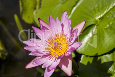 Blue lotus flower or water lily