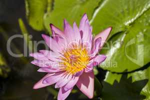 Blue lotus flower or water lily