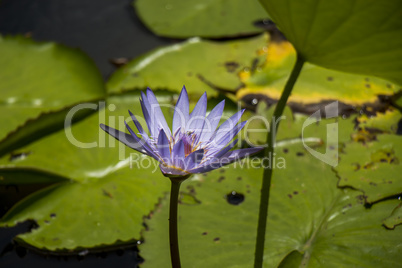 Blue lotus flower or water lily