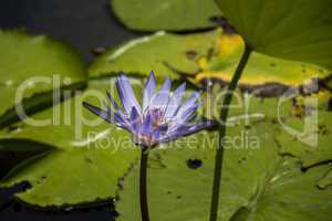 Blue lotus flower or water lily