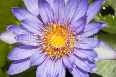 Blue lotus flower or water lily