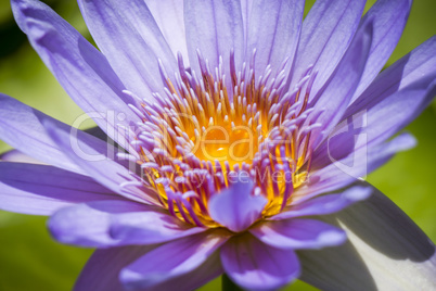 Blue lotus flower or water lily