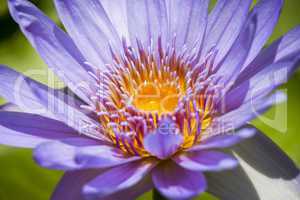 Blue lotus flower or water lily
