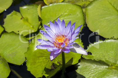 Blue lotus flower or water lily