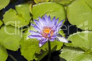 Blue lotus flower or water lily