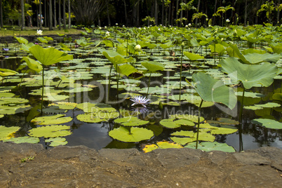 Blue lotus flower or water lily