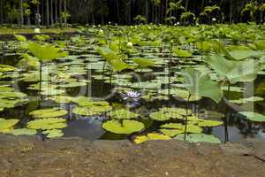 Blue lotus flower or water lily