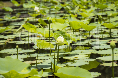 Blue lotus flower or water lily