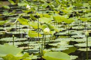 Blue lotus flower or water lily