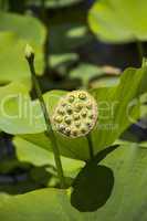 Blue lotus flower or water lily