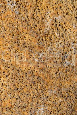Close Up of Dry and Cracked Tree Trunk Bark Close Up of Dry and Cracked Tree Trunk Bark