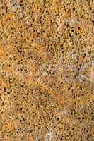 Close Up of Dry and Cracked Tree Trunk Bark