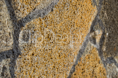 Close Up of Dry and Cracked Tree Trunk Bark