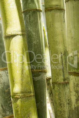 Close up of a plantation of bamboo