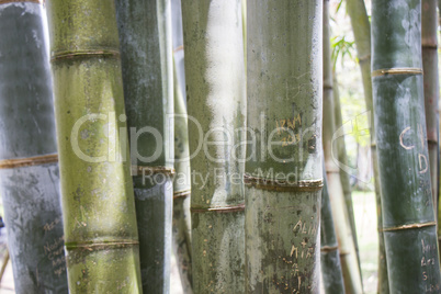 Close up of a plantation of bamboo