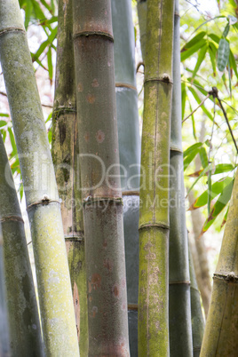 Close up of a plantation of bamboo