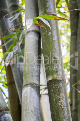 Close up of a plantation of bamboo