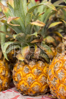 Row of ripe fresh pineapples with crowns or leaves
