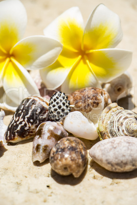 Frangipani flowers and seashells on a beach