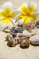 Frangipani flowers and seashells on a beach