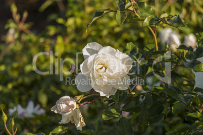 Fresh pink roses blooming on a bush