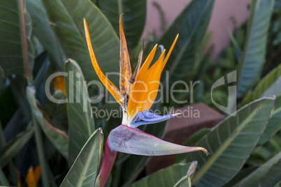 Single colorful Strelitzia or Crane Flower