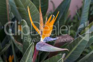 Single colorful Strelitzia or Crane Flower