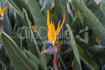 Single colorful Strelitzia or Crane Flower
