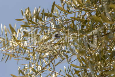 Single black olive ripening on a tree