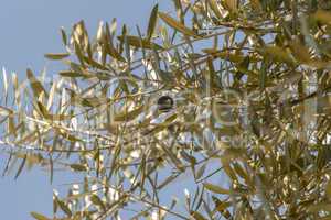 Single black olive ripening on a tree