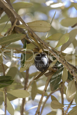 Single black olive ripening on a tree