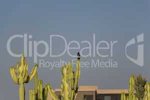 Bird perched on cacti outside a home in Morocco