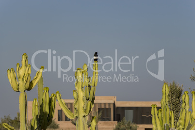 Bird perched on cacti outside a home in Morocco