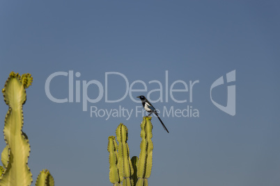 Bird perched on cacti outside a home in Morocco
